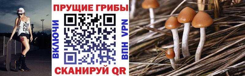 Галлюциногенные грибы Cubensis как найти закладки Горняк